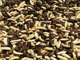 Cara paling mudah budidaya maggot lalat bsf dengan bahan yang lebih ekonomis. Https Adoc Tips Download Cara Panen Otomatis Ribuan Maggot Black Soldier Fly Setiap H Html