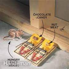 How To Keep Mice And Other Pests Out Of Your Home Getting Rid Of Mice Pest Control Pests