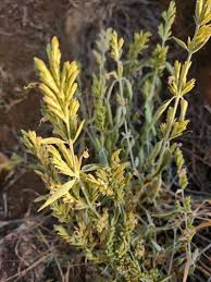 Image result for Hypoestes forskaolii