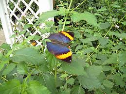 Beobachtet bei uns die faszinierende metamorphose tropischer am schlossteich 8 friedrichsruh, germany 21521. Garten Der Schmetterlinge In Friedrichsruh Reinbek Online