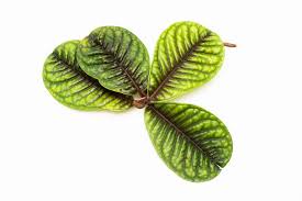 Image result for Ardisia staudtii