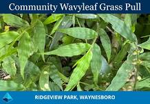 Community Wavyleaf Grass Pull: Ridgeview Park
