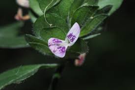 Image result for Dicliptera minor