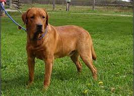 Visit hunting dog breeders to find labrador retrievers for sale in ontario from breeders and kennels. Yellow Black Chocolate Labrador Puppies For Sale In Ontario Asklar Labradors