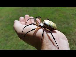 Check spelling or type a new query. How To Pick Up A Yellow And Black Garden Spider Argiope Aurantia Youtube