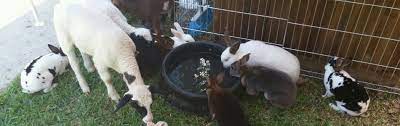All our animals are gental and love attention from adults and children. Mobile Petting Zoo A One Of A Kind Petting Zoo Dallas Fort Worth