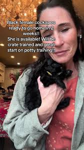 Meet Miss Yellow: Adorable Cockapoo Puppy for Adoption