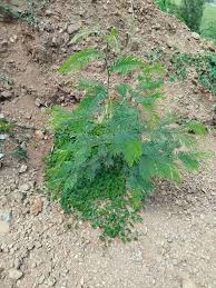 Image result for Elytraria acaulis