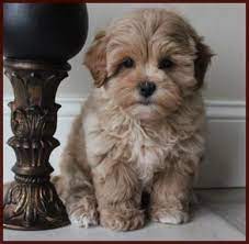 Shichon Poo Aka Daisy Dog Puppies For Sale Mixed Breed For Sale Iowa Mixed Breed Puppies Daisy Dog Shichon Puppies