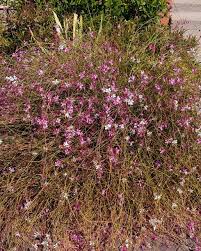Image result for Oenothera lindheimeri