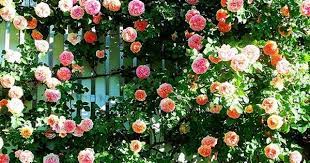Pin By Olivia Lee On Flower Climbing Roses English Roses Garden Planning