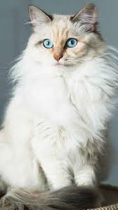 Black And White Ragdoll Cat Ragdoll Cat Mobile Wallpaper Hd Free Download Ragdoll Cat Cute Cats Cats Musical