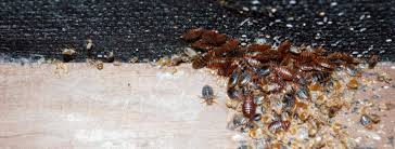 👍Kill Bed Bugs Quickly 👍 Ff Insects Killer Spray Bed Bugs Killer Spray  Organic Bedbug