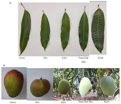 Image result for Mangifera indica