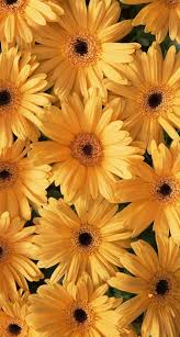 Wallpapers Flowers Iphone Yellow Flower Wallpaper Sunflower Wallpaper Yellow Wallpaper