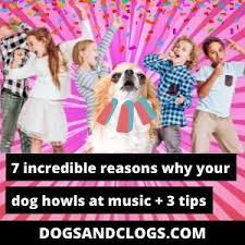 7 Incredible Reasons Why Your Dog Howls At Music 3 Tips