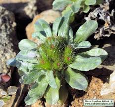 Image result for Vigna pygmaea