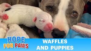 Maybe you would like to learn more about one of these? Hope For Paws Animal Rescue