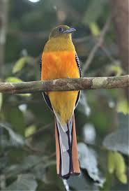 Image result for Tragia rupestris