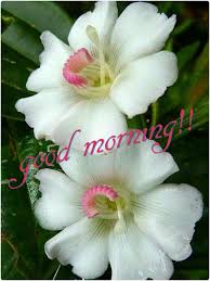 A white cat with blue eyes leans out from behind the bed and says. Good Morning With White Flowers Desicomments Com