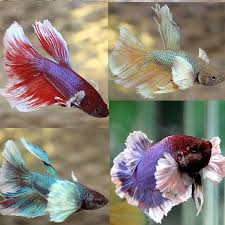 Female plakat dumbo ear green grizzle size : Assorted Big Ear Dumbo Male Fighter Aquatics To Your Door