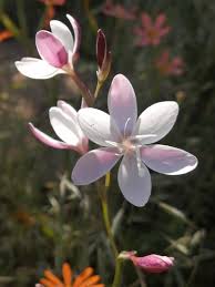 Image result for Hesperantha longicollis