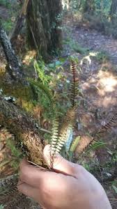 Image result for Melpomene flabelliformis