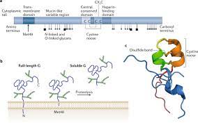 In the previous trade, the precious metal had closed at rs. Respiratory Syncytial Virus Entry And How To Block It Nature Reviews Microbiology
