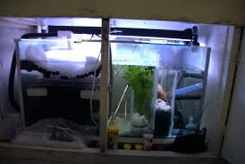 Freshwater Sump Aquarium Sump Fresh Water Diy Aquarium