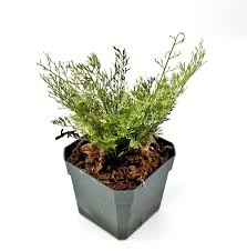 Image result for Asplenium theciferum