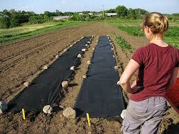 Are there good uses for landscape fabric? Carrot Burlap Method Gets A Twist Tiny Farm Blog