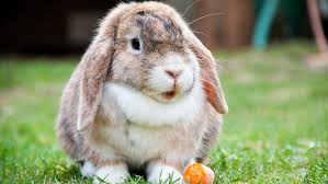 Durch die vermehrte haltung von hauskaninchen als heimtiere werden auch immer mehr kaninchen in der wohnung gehalten. Die 10 Grossten Gefahren Fur Kaninchen Im Sommer Firstvet