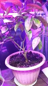 Irrigation scheduling, knowing how much water to put on. Beginner Gardening Indoor Grow Lights For Citrus Trees 5 By Mebelee