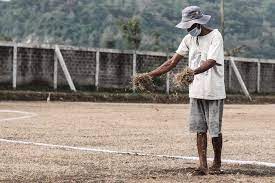 Potensi ekstrak daun bambu apus (gigantochloa apus kurz)sebagai bioherbisida penghambat perkecambahan biji dan pertumbuhan gulma rumput grinting (cynodon . Alasan Pilihan Rumput Grinting Untuk Lapangan Tc Ps Sleman