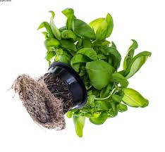 Could be lighting but the vegetative growth is ridiculous. Propagation Archives Hydrostore Blog