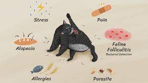 Large infestations can lead to scratching, restlessness, unusual coat appearance,. What To Do If Your Cat Is Losing Hair On Its Hind Legs