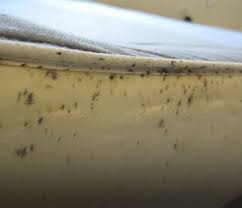 Image result for bed bugs droppings