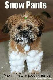Snow Pants Next Time I M Pooping Inside Cute Animals Puppies Cute Dogs