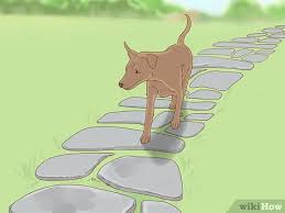 Check spelling or type a new query. 3 Ways To Keep Dogs Out Of Gardens Wikihow