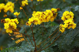 Image result for Limeum pterocarpum