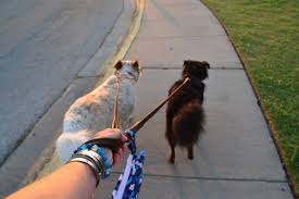 Check spelling or type a new query. How To Walk Two Dogs At Once