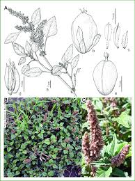 Image result for Amaranthus deflexus