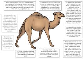 A camel is adapted to desert conditions. Camel Adaption Worksheets Teaching Resources Tpt