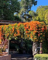 Image result for Pyrostegia