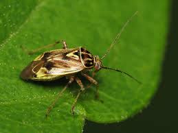 Several plants, tomatoes, potatoes, eggplants, and others are affected by the colorado potato beetle. How To Identify And Stop Tomato Pests In Their Tracks