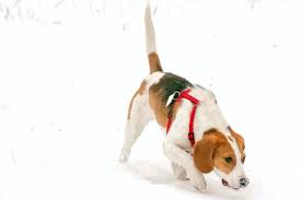Beagle Cold Weather Guide: How to Keep ...