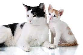 You probably already know that cats can be very affectionate when they want to. Bringing Home A New Kitten Introducing Your Older Cat Shinga