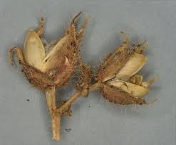 Image result for Ipomoea dichroa