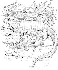 Set off fireworks to wish amer. Free Printable Lizard Coloring Pages For Kids