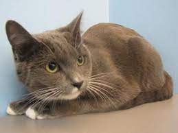 Heidi Oregon Humane Society Humane Society Furry Friend Cute Cats